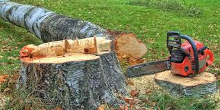 Best Tree Risk Assessment  in Scaggsville, MD