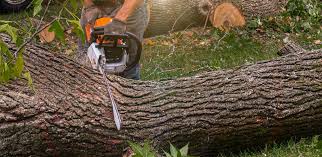 Scaggsville, MD Tree Removal Company