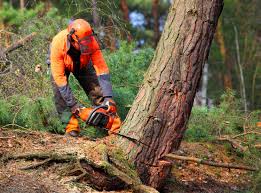 Best Seasonal Cleanup (Spring/Fall)  in Scaggsville, MD