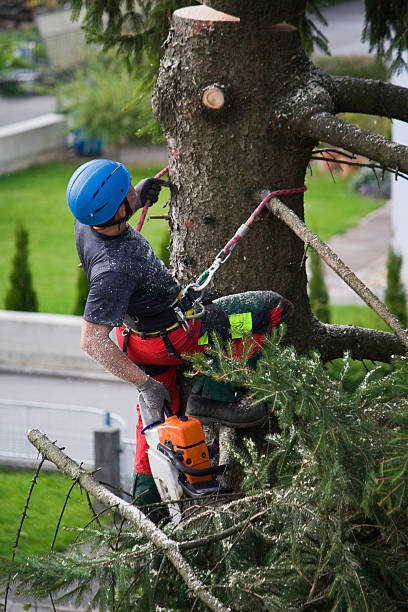 Best Tree Risk Assessment  in Scaggsville, MD