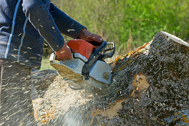 Best Aeration Services  in Scaggsville, MD