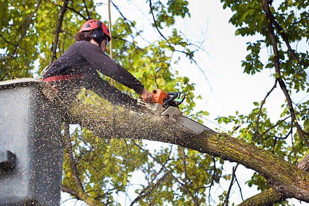 Best Lawn Renovation and Restoration  in Scaggsville, MD