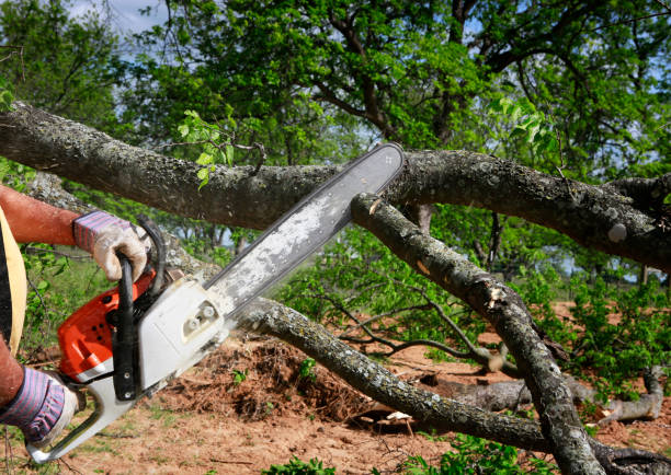 Best Tree Maintenance Programs  in Scaggsville, MD